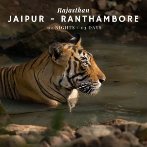 Rajasthan Wildlife Tour package - Ranthambore and Jaipur