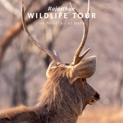 Wildlife Tour of Rajasthan - Jaipur, Udaipur and Jawai