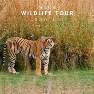 Rajasthan Tour for Wildlife 11 Days